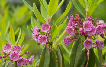 Kalmia angustifolia – Sheep Laurel Kalmia angustifolia - Sheep Laurel