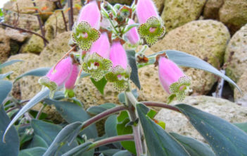 Kohleria warszewiczii Kohleria warszewiczii