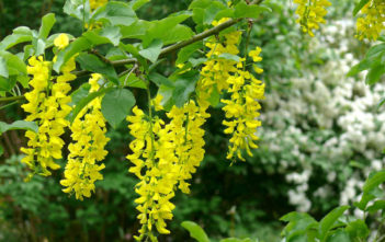 Laburnum alpinum – Scotch Laburnum Laburnum alpinum - Scotch Laburnum