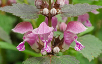 Lamium maculatum – Spotted Dead Nettle Lamium maculatum - Spotted Dead Nettle
