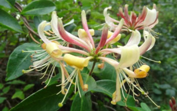 Lonicera periclymenum – Common Honeysuckle Lonicera periclymenum - Common Honeysuckle