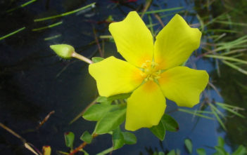 Ludwigia peploides – Floating Primrose-willow Ludwigia peploides - Floating Primrose-willow