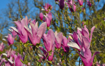 Magnolia liliiflora – Lily Magnolia Magnolia liliiflora - Lily Magnolia