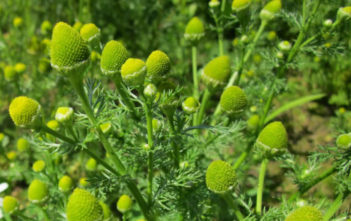 Matricaria discoidea – Pineapple Weed Matricaria discoidea - Pineapple Weed