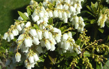 Pieris japonica – Japanese Pieris Pieris japonica - Japanese Pieris