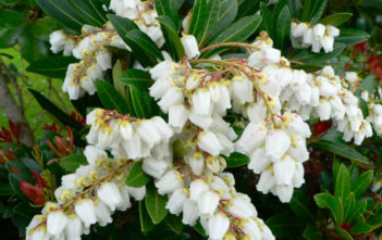 How to Grow and Care for a Lily of the Valley Bush Pieris japonica (Lily of the Valley Bush)