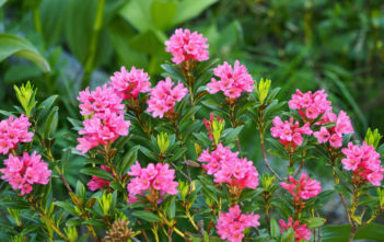 Rhododendron ferrugineum – Alpenrose Rhododendron ferrugineum - Alpenrose