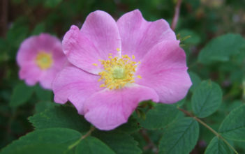 Rosa acicularis – Prickly Wild Rose Rosa acicularis - Prickly Wild Rose