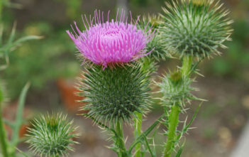 How to Grow and Care for Thistles (Cirsium) Thistles (Cirsium vulgare)