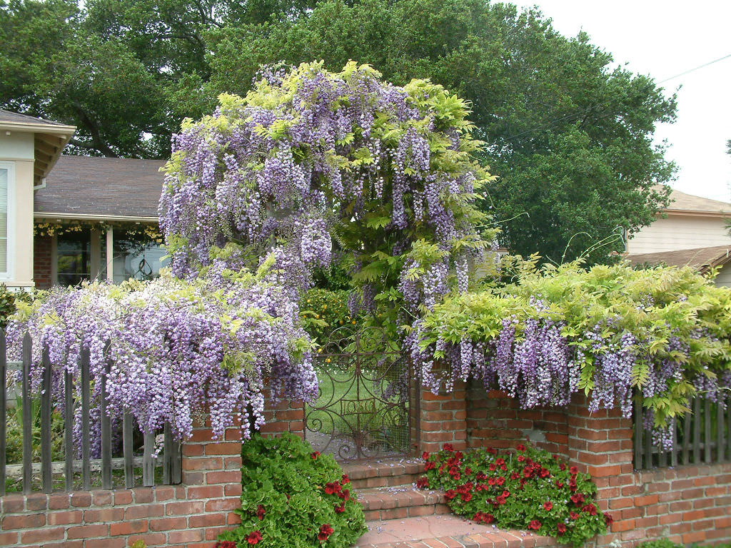 wisteria-sinensis-chinese-wisteria-world-of-flowering-plants