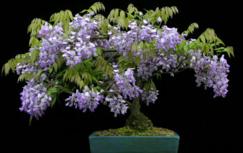 Wisteria sinensis – Chinese Wisteria Wisteria sinensis - Chinese Wisteria
