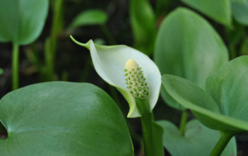 Calla palustris – Water Arum, Bog Arum Calla palustris - Water Arum, Bog Arum
