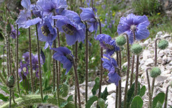 Meconopsis horridula – Prickly Blue Poppy Meconopsis horridula - Prickly Blue Poppy