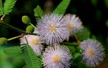 Mimosa pudica – Sensitive Plant Mimosa pudica - Sensitive Plant