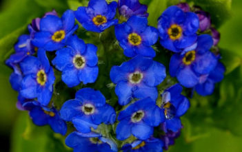 Myosotis azorica – Azorean Forget-me-not Myosotis azorica - Azorean Forget-me-not