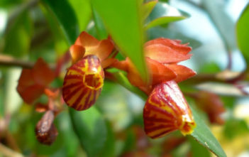 Nematanthus ‘Tropicana’ – Goldfish Plant Nematanthus 'Tropicana' - Goldfish Plant