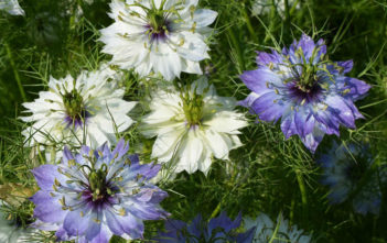 Nigella damascena – Love-in-a-Mist Nigella damascena - Love-in-a-Mist