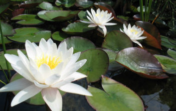 Nymphaea alba – European White Water Lily Nymphaea alba - European White Water Lily