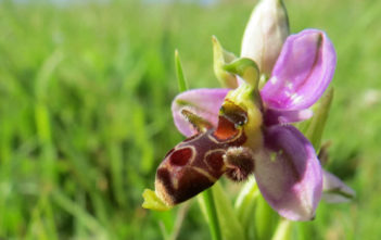 Ophrys scolopax – Woodcock Bee-orchid Ophrys scolopax - Woodcock Bee-orchid