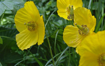 Papaver cambricum – Welsh Poppy Papaver cambricum - Welsh Poppy