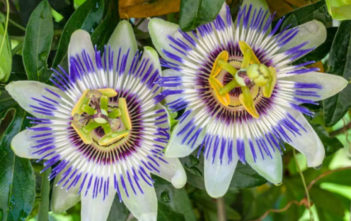 Passiflora caerulea – Blue Passion Flower Passiflora caerulea - Blue Passion Flower