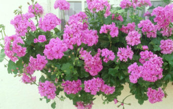 Pelargonium peltatum – Ivy-leaved Geranium Pelargonium peltatum - Ivy-leaved Geranium