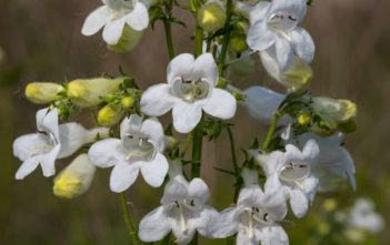 Penstemon digitalis – Foxglove Beardtongue Penstemon digitalis - Foxglove Beardtongue