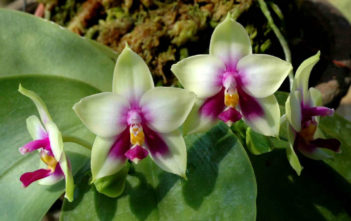 Phalaenopsis bellina Phalaenopsis bellina