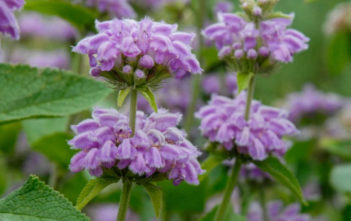 Phlomis cashmeriana – Kashmir Sage Phlomis cashmeriana - Kashmir Sage
