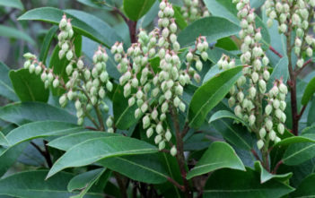 Pieris floribunda – Mountain Fetterbush Pieris floribunda - Mountain Fetterbush