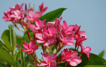 Plumeria rubra – Frangipani Plumeria rubra - Frangipani