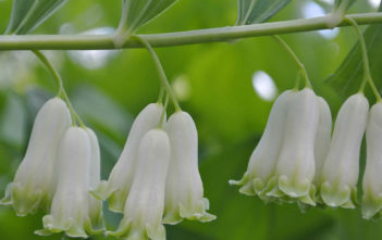 Polygonatum multiflorum – Solomon’s Seal Polygonatum multiflorum - Solomon's Seal