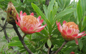 Protea caffra – Sugar Bush Protea caffra - Sugar Bush