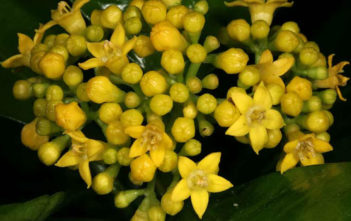 Psychotria capensis – Black Bird Berry Psychotria capensis - Black Bird Berry