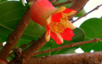 Punica protopunica – Socotran Pomegranate Punica protopunica - Socotran Pomegranate
