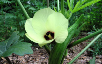 Abelmoschus esculentus – Okra Abelmoschus esculentus - Okra