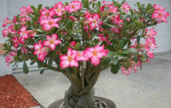 Adenium obesum – Desert Rose Adenium obesum - Desert Rose