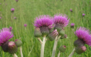 Cirsium rivulare – Brook Thistle Cirsium rivulare - Brook Thistle