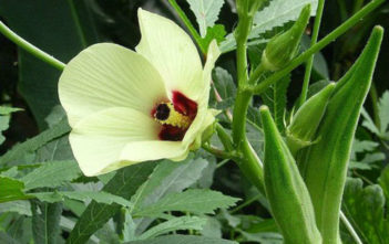 Planting, Growing, and Harvesting Okra Plants Okra Plants (Abelmoschus esculentus)