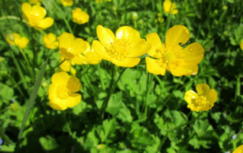 Ranunculus acris – Meadow Buttercup Ranunculus acris - Meadow Buttercup