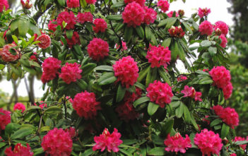 Rhododendron arboreum – Tree Rhododendron Rhododendron arboreum - Tree Rhododendron
