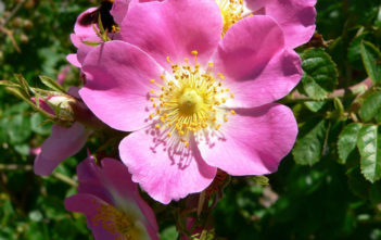 Rosa rubiginosa – Sweet Briar Rose Rosa rubiginosa - Sweet Briar Rose