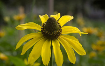 Rudbeckia californica – California Coneflower Rudbeckia californica - California Coneflower