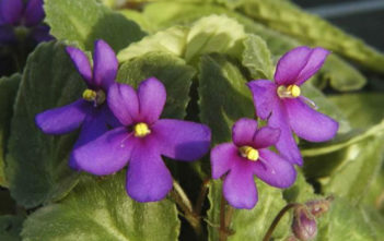 Saintpaulia ionantha subsp. grotei – African Violet Saintpaulia ionantha subsp. grotei - African Violet