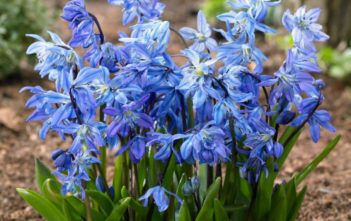 Scilla siberica – Siberian Squill Scilla siberica - Siberian Squill