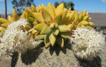 Sedum nussbaumerianum – Coppertone Stonecrop Sedum nussbaumerianum - Coppertone Stonecrop
