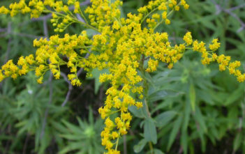 Solidago canadensis – Canadian Goldenrod Solidago canadensis - Canadian Goldenrod