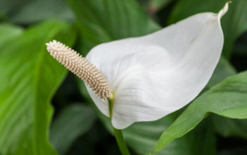 Spathiphyllum cochlearispathum – Cupido Peace Lily Spathiphyllum cochlearispathum - Cupido Peace Lily