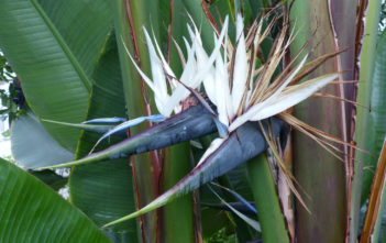 Strelitzia alba – White Bird of Paradise Strelitzia alba - White Bird of Paradise