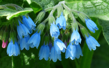 Symphytum asperum – Prickly Comfrey Symphytum asperum - Prickly Comfrey